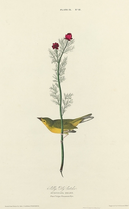 Selby s Fly Catcher, 1827. Creator: William Home Lizars. Selby s Fly Catcher, 1827.  Muscicapa selbii. Plant Vulgo. Pheasants Eye .