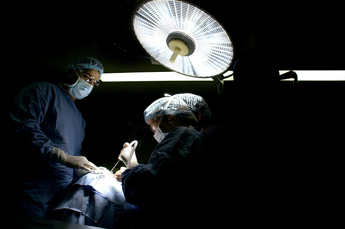 Surgical operation Surgical operation. Surgical team working under lights during an operation. This is a cohlear implant operation. Photographed at the Robert Debre Hospital, Paris, France.