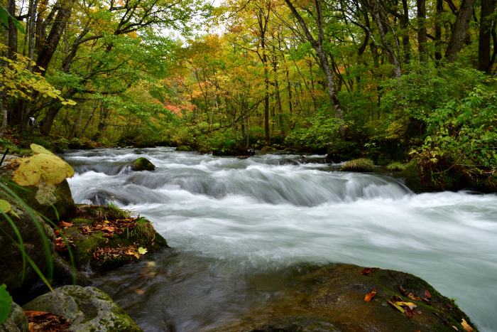 Oirase Stream in Autumn 