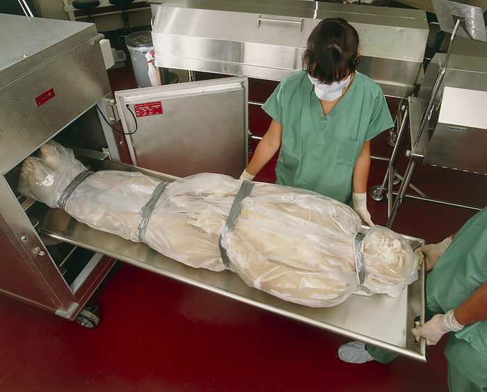 Body for  Visible Human  being put into storage Mortuary. Mortuary technicians placing a male human body into a mobile cold storage facility. This equipment is being used for bodies donated for medical research purposes  normally the  body bag  would be opaque and a mobile cooler would not be required. This body is a candidate cadaver, an  average  healthy male, for the Visible Human Project. Along with its female counterpart, it will be archived in digital form as a full set of CAT scans, MRI scans and about 1000 physical thin sections for the US National Library of Medicine. Photographed at the University of Colorado Health Sciences Center, Denver.