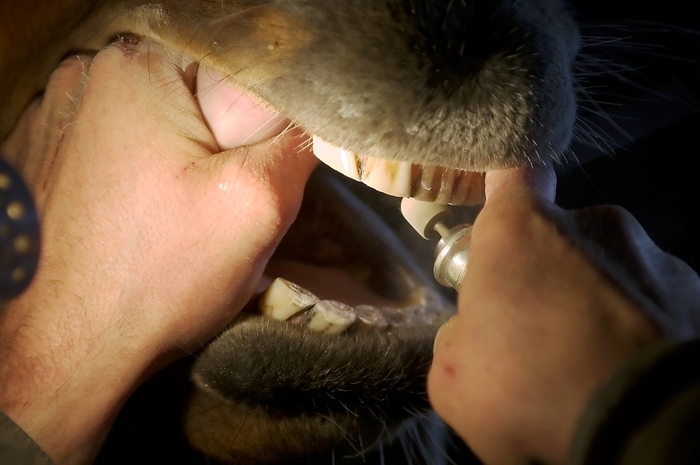 Cleaning a horse s teeth Cleaning a horse s teeth. Veterinary surgeon using a dentistry tool to descale a horse s teeth. This procedure is used to help prevent tooth decay.
