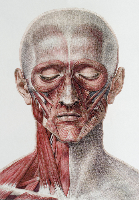Head and neck muscles Head and neck muscles. Historical anatomical artwork of the muscles of the human head and neck, seen from the front. The specimen has been dissected to the level of the superficial muscles, with the plantysma  muscle covering, grey  left in place at lower right. Artwork from the 19th  century book Atlas of Anatomy, by Bourgery and Jacob. This book, which took over 20 years to complete, was published in France in 8 volumes from 1831 to 1854. It contained 726 colour plates covering both anatomy and surgical techniques.