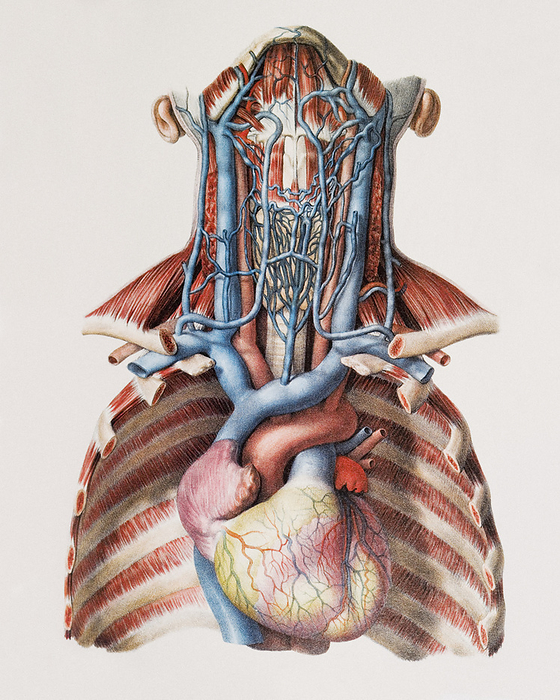 Heart and neck blood vessels Heart and neck blood vessels. Historical anatomical artwork of the blood vessels of the human heart and neck. In this view the front of the rib cage and the lungs have been removed, revealing the heart  lower centre , and the neck has been dissected to show the major blood vessels. Deoxygenated blood  blue  drains from the head through the jugular veins  largest neck arteries , and arms through the subclavian veins  under clavicle bones , into the vena cava vein  at left side of heart . The heart pumps oxygenated blood  red  into the aortic arch  above heart  and upwards to the carotid arteries of the neck  behind jugular veins . Other, smaller, blood vessels are also shown. Artwork from Atlas of Anatomy, by Bourgery and Jacob, published in France in 8 volumes from 1831 to 1854.