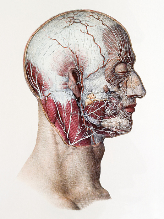 Neck and facial nerves Neck and facial nerves. Historical anatomical artwork of the nerves of the human neck and face. This view is from the side and the skin and fat layers have been removed to reveal the muscles  red  and the network of cranial and facial nerves  white  branching out from the brain and spinal cord. The parotid salivary gland of the jaw has also been mostly removed. Most of the nerves seen here originate from the seventh cranial nerve, and innervate facial structures such as the ear, mouth, tongue, salivary glands, facial muscles, and scalp muscles. Artwork from the 19th century book Atlas of Anatomy, by Bourgery and Jacob. This book, which took over 20 years to complete, was published in France in 8 volumes from 1831 to 1854. It contained 726 colour plates covering both anatomy and surgical techniques.