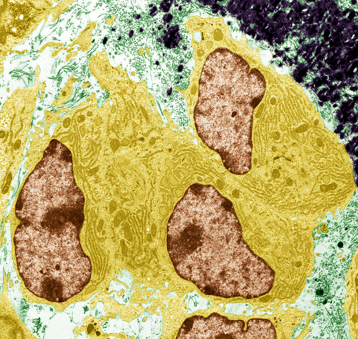 Osteoblasts, TEM Osteoblasts. Coloured transmission electron micrograph of osteoblasts, bone producing cells  yellow . They contain rough endoplasmic reticulum  RER, dark yellow lines , which produces, modifies and transports proteins, and a nucleus  brown , which contains the cell s genetic information. Mitochondria  oval, dark yellow  provide the cell with energy. The cells produce the collagen, or osteoid, that provides the framework for the mineralised matrix of bone  black, upper right . Magnification: x2600 when printed 10 centimetres wide.