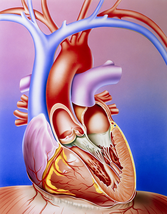 Illustration of a partly dissected normal heart Human heart. Illustration of a partly dissected heart showing the internal structure of its left side, with arteries and veins that service it. As a pump the heart circulates blood around the body. The left side receives oxygenated blood from the lungs via pulmonary veins  short, red . Blood enters heart chambers on this side: atrium first, then a thick walled ventricle, separated by white valve to prevent backflow. This blood is pumped to the body through the red ascending aorta. Backflow is prevented by another valve  white . Vena cava veins  blue  collect used body blood before it too is pumped through the heart, the right side, to the lungs via pulmonary arteries  light purple .