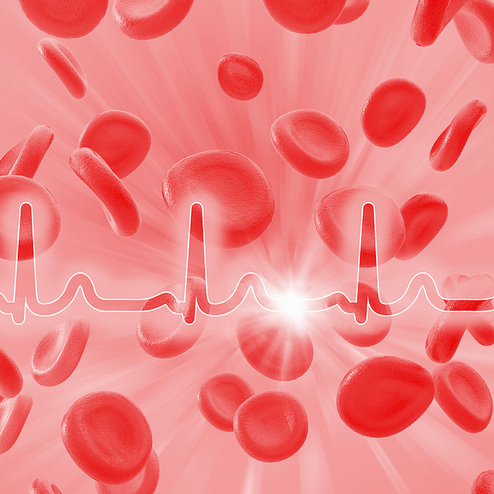ECG and red blood cells ECG and red blood cells. Computer artwork of an electrocardiogram  ECG  trace and red blood cells  erythrocytes . Red blood cells are biconcave, giving them a large surface area for gas exchange, and highly elastic, enabling them to pass through narrow capillary vessels.Each cell s interior is packed with haemoglobin, a red iron containing pigment that has an oxygen carrying capacity. The main function of red blood cells is to distribute oxygen to body tissues and to carry waste carbon dioxide back to the lungs. The ECG trace shows the electrical activity of the heart. Contractions are caused by electrical signals between the upper  atrial  and lower  ventricular  chambers. The tall peak indicates the pumping action of the ventricles.