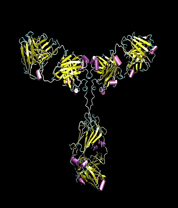 Immunoglobulin G antibody Immunoglobulin G antibody. Molecular model of an immunoglobulin G  IgG  antibody. The coils  green, grey , arrows  yellow  and cylinders  purple  represent specific 3 dimensional structures. The Y shaped protein is made up of four protein chains. The two longest  heavy  chains are identical and form the Y shaped backbone of the structure. The two shorter  light  chains are also identical and interact with the heavy chains at the branches of the Y. Antibodies defend the body against infection. Their branched regions bind foreign proteins, neutralising their activity or initiating immune reactions against them.