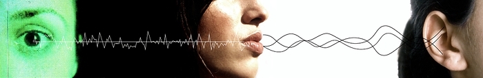 Communication Communication. Conceptual image showing sound waves moving from one woman s mouth to another woman s ear. This represents the sound waves that are made when speaking and heard when listening. The human ear can hear sounds in a frequency range of 20 to 20,000 Hertz, and sound levels ranging from 0 to 130 decibels. Human speech ranges from 300 to 4000 Hertz in frequency, and is around 65 decibels loud.