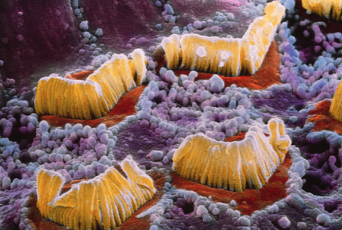 SEM of hair cells in organ of Corti False colour scanning electron micrograph of hair cells  yellow v shaped structures  which are part of the organ of Corti in the inner ear. This organ is situated inside the cochlea and converts the mechanical energy of sound waves into electrical stimuli. The hair cells are immersed in a fluid called endolymph and react to the pressure of sound waves with an undulatory motion. This motion stimulates a nerve ending in each group of hair cells which carries a signal to various parts of the brain through the Cochlear nerve. Epithelial cells are covered here by microvilli  purple spheres . Magnification: x3900 at 6x7cm size.