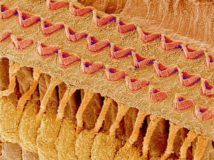 Sensory hair cells in ear, SEM Sensory hair cells in ear. Coloured scanning electron micrograph  SEM  of hair cells in the cochlea, the inner ear s auditory sense organ. The three rows of crescent shaped areas are numerous stereocilia, and are located on top of supporting hair cells. Sound waves entering the inner ear displace the fluid that surrounds the stereocilia, causing them to bend. This triggers a response in the hair cells, which release neurotransmitter chemicals that generate nerve impulses. The nerve impulses travel to the brain along the auditory nerve. This process transmits information about the loudness and pitch of a sound.