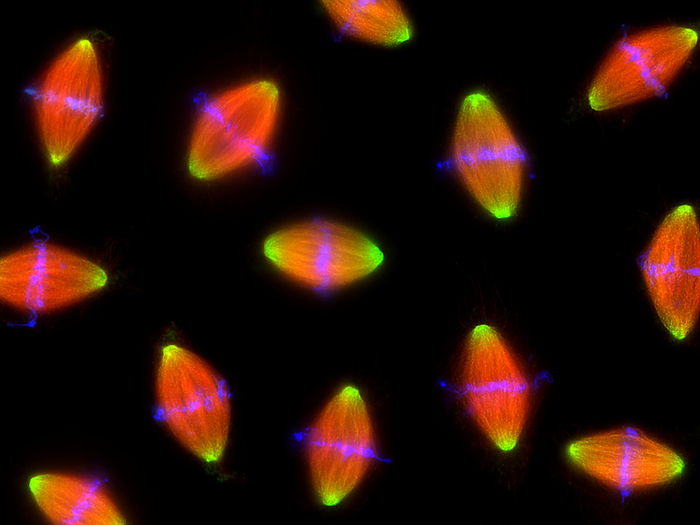 Dividing cells Dividing cells. Fluorescent light micrograph of cells during the metaphase stage of mitosis  cell division . DNA genetic material is pink and the microtubules of each cell s cytoskeleton are red, forming a microtubule spindle. The poles of the spindle are light green. During metaphase, the chromosomes  which contain the DNA  form a line  the metaphase plate  on the microtubule spindle. The microtubules drag the chromosomes apart towards the poles to form two identical sets for the two genetically identical daughter cells that are the end product of mitosis. The spindle poles were highlighted by staining for the protein TPX2. Prepared by in vitro reconstitution.