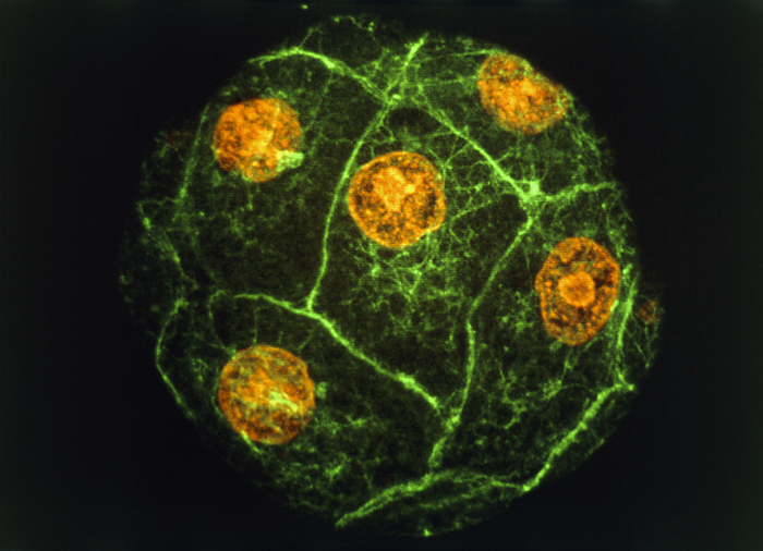 Sea urchin embryo Sea urchin embryo. Immunofluorescence micrograph of a sea urchin embryo at the 8 16 cell stage. The orange structures are the cell nuclei. The bound  aries between different cells show up as green lines. Following fertilization an embryo undergoes multiple rounds cell division, dividing each time into double the number of cells  1, 2, 4, 8 ... . Eventually a hollow ball of hundreds of cells is produced, which then starts to differentiate. This picture was made by exposing the embryo to fluor  escent antibodies that bind to certain proteins in the cell. The embryo was then viewed with a laser  scanning light microscope, which makes the anti  bodies fluoresce. Magnification unknown.