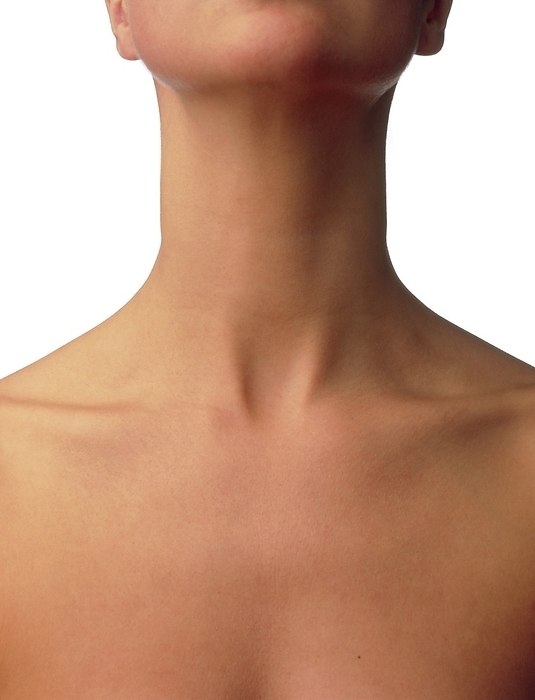 Front view of the neck and upper chest of a woman Healthy neck. Front view of the neck and upper chest of a woman. The collar bone  clavicle  of each shoulder is seen running in a horizontal plane.
