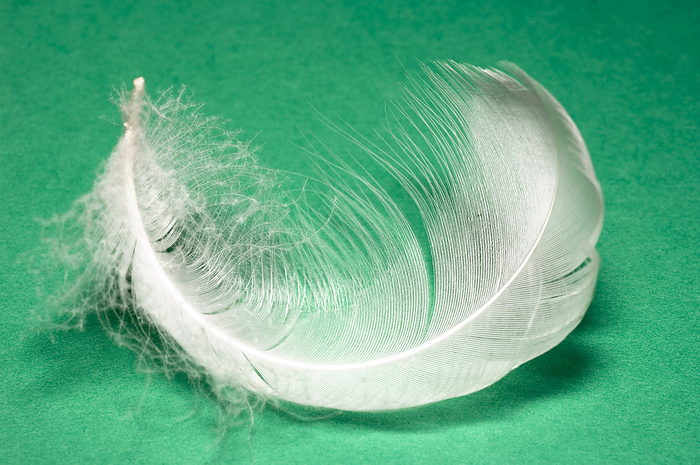 Down feather Down feather. This type of feather makes up a bird s under plumage, providing insulation to maintain its body temperature.