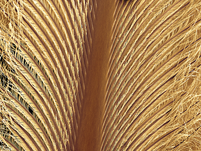 Penguin feather, SEM Penguin feather, coloured scanning electron micrograph  SEM . The penguin  family Spheniscidae  has the most densely packed feathers of any bird. The central shaft  rachis  runs down the centre and rows of filaments  barbs  project from either side of the rachis. Along the length of each barb are smaller filaments that are hooked, known as barbules. The hooks prevent the feathers from sliding relative to one another, increasing their effectiveness as insulators, as well as allowing the birds to become more streamlined in the water. A layer of oil is secreted onto the feathers to make them waterproof. Magnification: x100 when printed 10 centimetres wide.