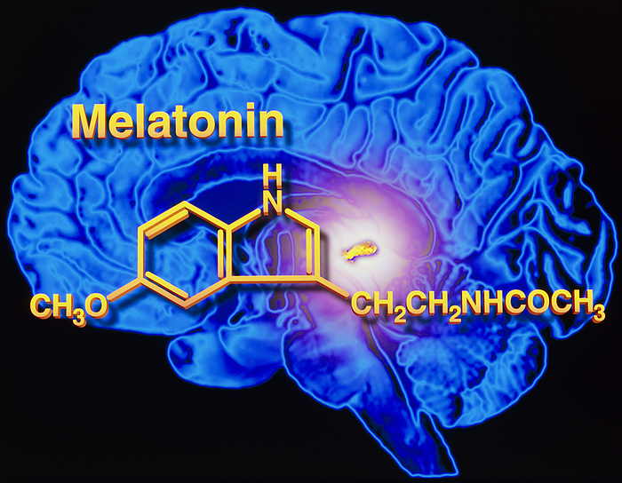 Artwork of melatonin secretion by pineal gland Melatonin and the pineal gland. Computer artwork of a sectioned human brain in side view, depicting secretion of the hormone melatonin by the pineal gland  highlighted . The chemical formula for melatonin is shown. Front of the brain is at left. Melatonin is a hormone secreted in the blood which controls the body s biological clock. It is produced naturally by the pineal gland in the brain. Secreted at night, melatonin helps induce sleep and set the biological rhythm of the body. In middle age, melatonin secretion drops off and may be responsible for aging symptoms such as insomnia and irritability. Melatonin as a drug is used to prevent jetlag and may help to slow aging.