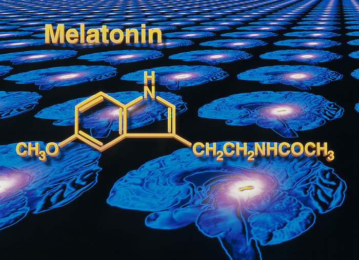 Artwork of melatonin secretion by pineal gland Melatonin and the pineal gland. Computer artwork of sectioned human brains in side view, depicting secretion of the hormone melatonin by the pineal gland  highlighted . The chemical formula for melatonin is shown. Front of the brain is at left. Melatonin is a hormone secreted in the blood which controls the body s biological clock. It is produced naturally by the pineal gland in the brain. Secreted at night, melatonin helps induce sleep and set the biological rhythm of the body. In middle age, melatonin secretion drops off and may be responsible for aging symptoms such as insomnia and irritability. Melatonin as a drug is used to prevent jetlag and may help to slow aging.