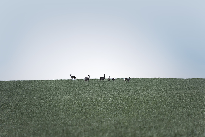 Herd of deer in field, Photo by Süleyman Kayaalp