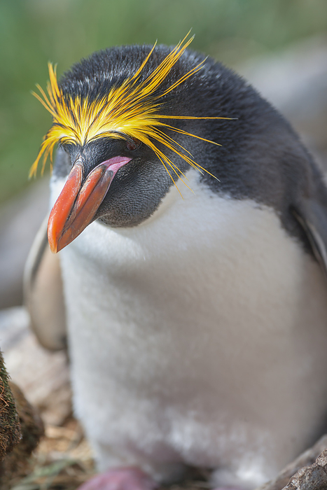 Close up of a macaroni penguin  Eudyptes chrysolophus , East Falkland, Falkland Islands, South America Close up of a macaroni penguin  Eudyptes chrysolophus , East Falkland, Falkland Islands, South America, Photo by Marco Simoni