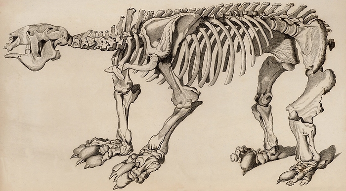 Composite skeleton of a Megatherium  London, 1830 . Engraving. Composite skeleton of a Megatherium, made up of three separate specimens sent to Madrid between 1789 and 1798. The first was discovered near Buenos Aires, Argentina, the second near Lima in Peru, and the third in Paraguay. From  The Animal Kingdom  by George Cuvier  London, 1830 . Engraving.