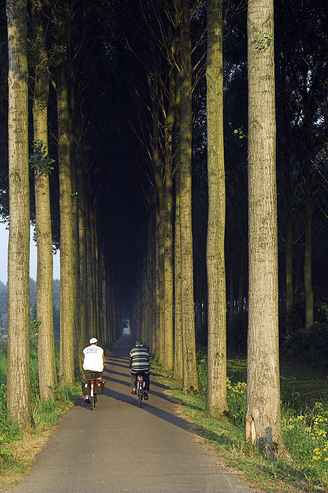 Cyclists riding along tree lined road Cyclists riding along a road lined with Lombardy poplar trees  Populus nigra . This road is called Olendsdam Avenue. Photographed in Puyenbroek Park, Wachtebeke, Belgium, in July.