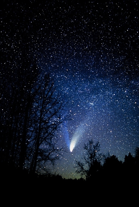 Optical image of comet Hale Bopp, 4 April 1997 Comet Hale Bopp. Optical image of comet Hale Bopp seen amongst silhouetted trees. Both the gas and dust tails of the comet are seen. The gas or  ion   tail  blue  consists of ionized glowing gas blown away from the comet head by the solar wind. The dust tail  white  consists of grains of dust pushed away from the comet head by the radiation of sunlight. A comet s tail always points away from the Sun. Comets have a nucleus of ice and dust. As they approach the Sun their surface evaporates, releasing a tail that can be millions of kilometres long. Comet Hale Bopp was discovered on 23 June 1995. Photographed on 4 April 1997 in Finland. 