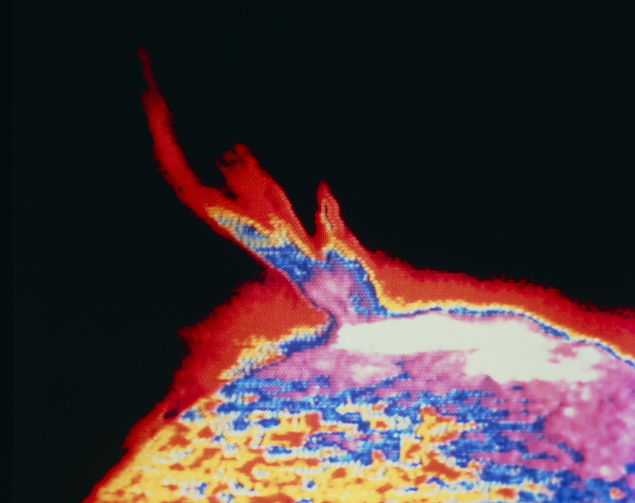 Skylab ultraviolet image of a solar prominence Ultraviolet image of a giant eruptive solar prominence, recorded on 21 August 1973 by the extreme ultraviolet spectroheliograph  30.4 nanometre helium line  on board the Skylab space sation. Eruptive prominences originate as normal prominences   dense clouds of gas supported by the magnetic fields that link adjacent groups of sunspots. Occasional rapid changes in shape of magnetic fields occur and the distorted magnetic field catapults the prominence gas into space. Faint regions are coded red, with brighter regions coded yellow through blue and lilac to white. The white area is an active region associated with a sunspot group.