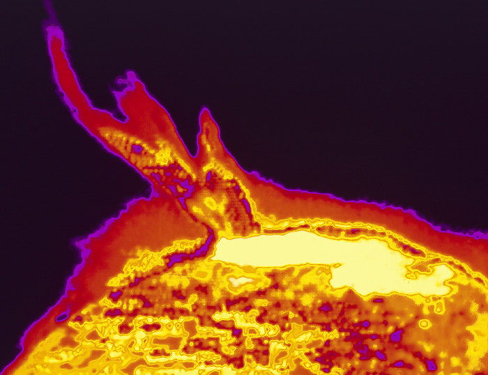 Skylab ultraviolet image of a solar prominence Solar prominence. Coloured ultraviolet image of a giant eruptive solar prominence, recorded on 21 August 1973 by the crew of the Skylab space station. The image was recorded at a wavelength of 30.4 nanometres using the Extreme Ultraviolet Spectroheliograph instrument. Eruptive prominences originate as normal prominences   dense clouds of gas supported by the magnetic fields that link adjacent groups of sunspots. Occasional rapid changes in the shape of such a magnetic field can occur, and the distorted magnetic field catapults the prominence gas into space. The large yellow area at the top of the disc is an active region associated with a sunspot group.