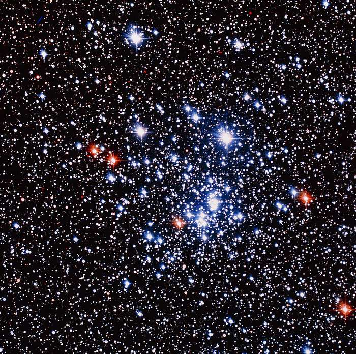 Chi Persei open star cluster. True-colour optical image of the open star cluster Chi Persei (NGC 884). This is one of a pair of star clusters which form the Double Cluster in the constellation Perseus. The two star clusters, about 7000 light years from Earth, are named after their brightest members. This cluster, and its twin NGC 869 (out of frame at right), are approximately the same age (10-20 million years old), and lie about 50 light years apart. They are thought to have formed from a large cloud of gas which broke into two before condensing into stars. This image was produced by digitally combining photographs taken by the Palomar Schmidt Telescope in blue and red light.