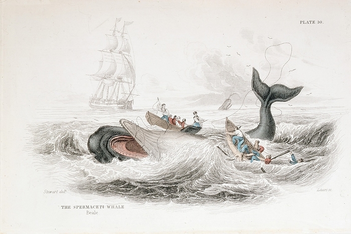 Harpooning a Sperm Whale. From William Jardine The Naturalist's Library: 'On the Ordinary Cetacea', Edinburgh, 1837. Hand-coloured engraving.