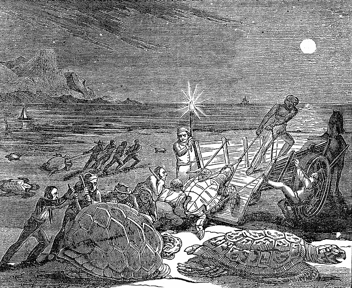 Green (Edible) turtles - Chelonia mydas - and Loggerhead turtles captured on coast of Cuba as the females came ashore to lay their eggs. Turtle meat much prized, and Edible turtles  were imported live into Europe as a table delicacy. Woodcut, London, 1832.