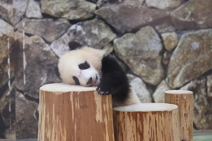Baby panda  Kaehama  at Adventure World in Wakayama Giant panda cub Fuhin is pictured in Shirahama, Wakayama Prefecture, Japan on June 10, 2021.  Photo by Hitoshi Mochizuki AFLO 