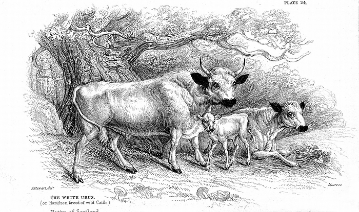 British Wild or Park cattle. Ancient breed surviving in a few small herds in Britain through having been enparked centuries ago. Those shown here are the Hamilton strain (Scottish). The Chillingham is another (English) strain. From William Jardine 'The Na