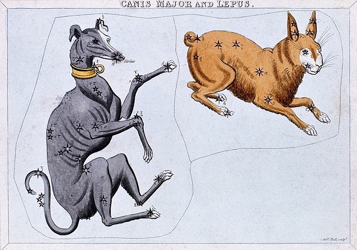 Constellations of Canis Major and Lupus. From 'Urania's Mirror', London c1820. Hand-coloured engraving .