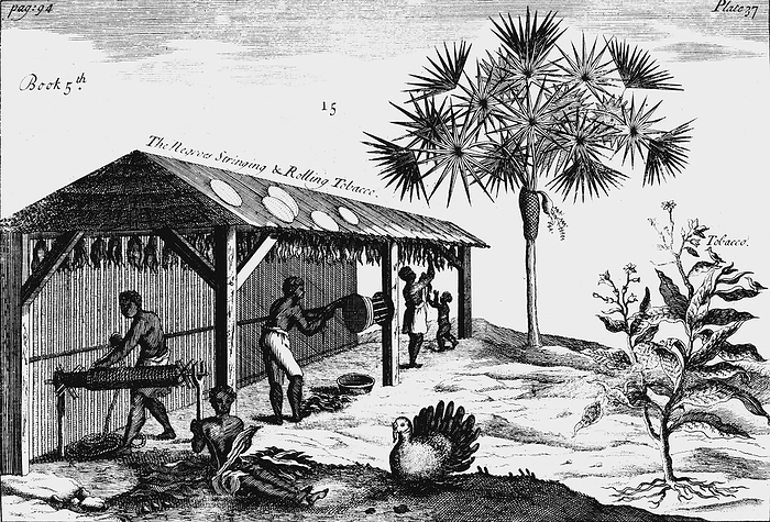 Scene on an American tobacco plantation. From A Pomet 'A Compleat History of Drugs'  London 1725. First edition French. Pomet physician to Louis XIV.  Male, female and child slaves rolling dried tobacco into ropes On right is Tobacco plant (Nicotiana tabacum).  Engraving
