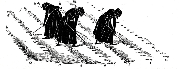 Crop Rotation: Women thinning turnips. In Norfolk 4-course system, wheat planted first year, followed by turnips, then barley, often underplanted with grass or grass and clover ley to be used for hay or grazing in 4th year. Engraving 1855