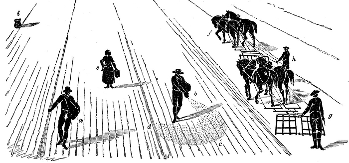 Crop Rotation: Sowing and harrowing corn. In Norfolk 4-course system, wheat planted first year, followed by turnips, then barley, often underplanted with grass or grass and clover ley to be used for hay or grazing in 4th year. Engraving 1855