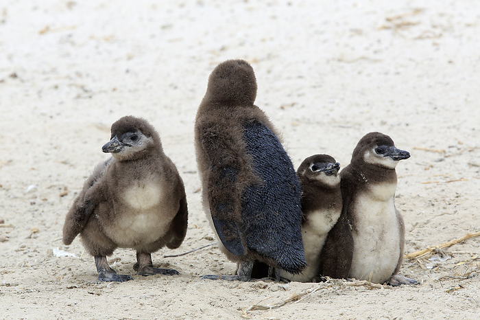 Brillenpinguin Jackass Penguin, African penguin,  Spheniscus demersus , four youngs at breeding burrow at beach onshore, Boulders Beach, Simon s Town, Western Cape, South Africa, Africa