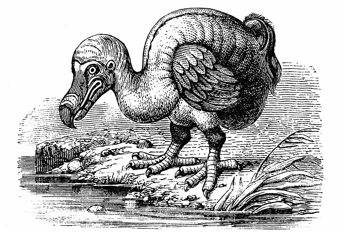 Dodo - Raphus cucullatus, formerly Didus ineptus, extinct flightless bird from Madagascar. First observed by Portuguese sailors in about 1507, by 1681 the Dodo was extinct due to a combination of circumstances including killing for food by men, introduction of animals such as the rate, and the destruction of habitat.  Wood engraving 1884.