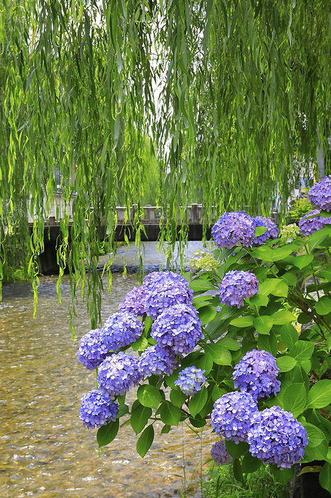 Hydrangea blooming along the Shirakawa Canal, Kyoto, Japan