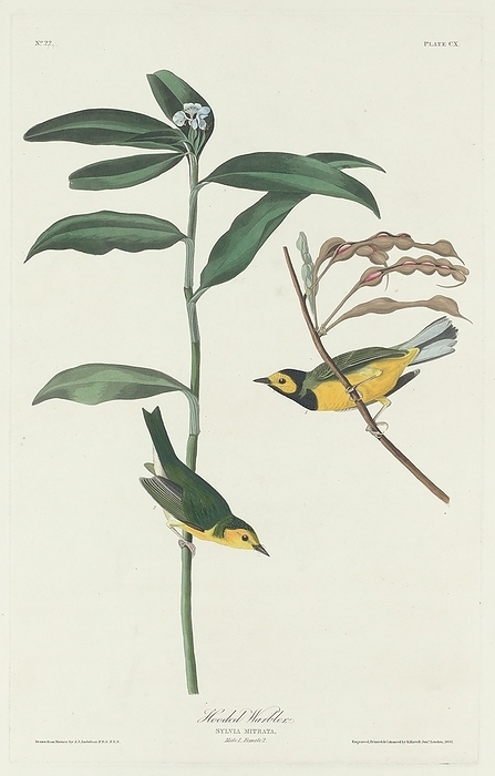 Hooded Warbler, 1831. Creator: Robert Havell. Hooded Warbler, 1831.