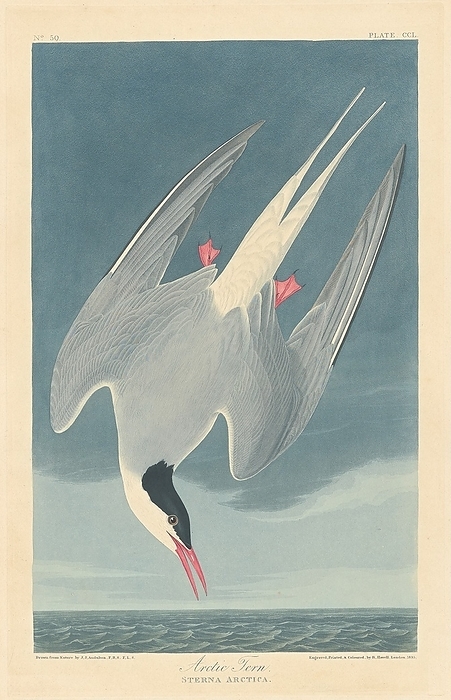 Arctic Tern, 1835. Creator: Robert Havell. Arctic Tern, 1835.