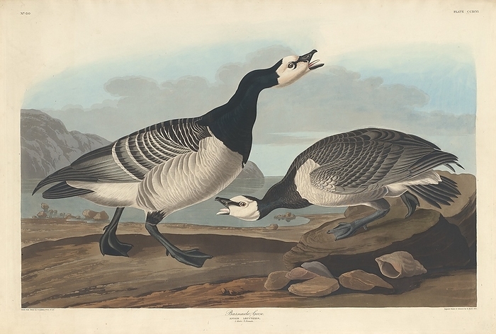 Barnacle Goose, 1836. Creator: Robert Havell. Barnacle Goose, 1836.