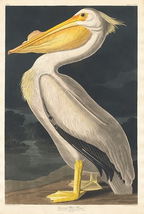 American White Pelican, 1836. Creator: Robert Havell. American White Pelican, 1836.