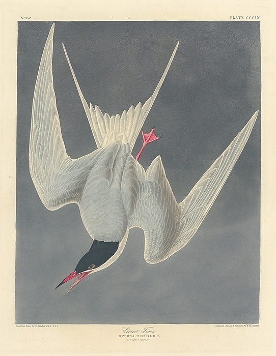 Great Tern, 1836. Creator: Robert Havell. Great Tern, 1836.