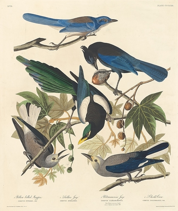 Yellow billed Magpie, Stellers Jay, Ultramarine Jay and Clark s Crow, 1837. Creator: Robert Havell. Yellow billed Magpie, Stellers Jay, Ultramarine Jay and Clark s Crow, 1837.