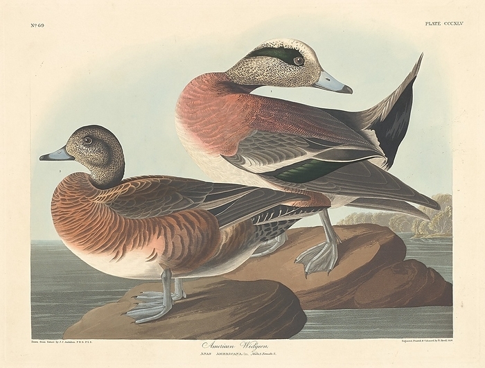 American Widgeon, 1836. Creator: Robert Havell. American Widgeon, 1836.