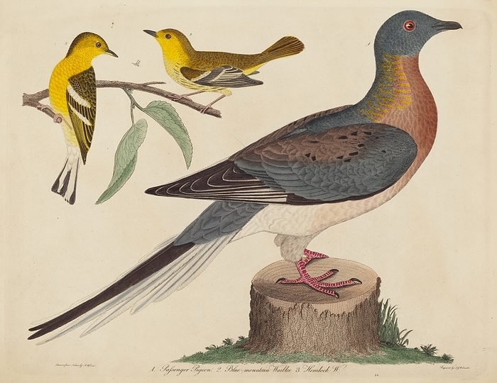 Passenger Pigeon, Blue mountain Warbler, and Hemlock Warbler, published 1808 1814. Creator: John G. Warnicke. Passenger Pigeon, Blue mountain Warbler, and Hemlock Warbler, published 1808 1814.