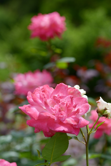 Utamaro Rose